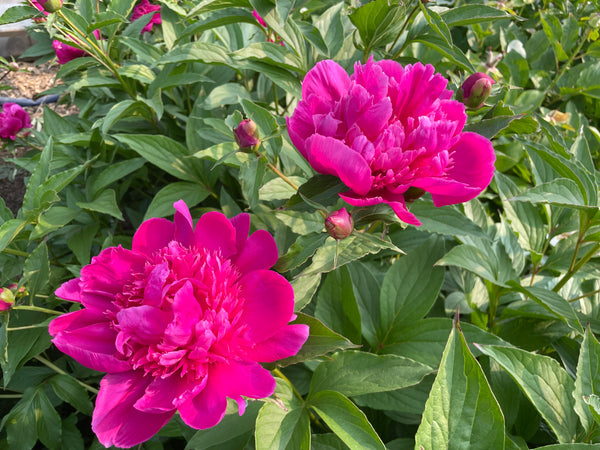 Paeonia Lactiflora, 'purple Phoenix Feather' Chinese Herbaceous Peony 