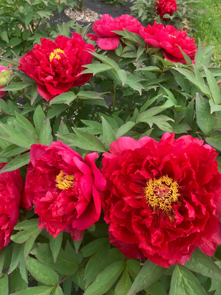 Paeonia Suffruticosa, 'charming Age' Japanese Tree Peony – Cricket Hill 