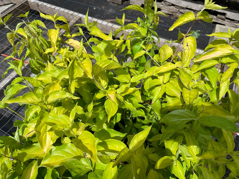 Cornus mas, aurea strain seedling