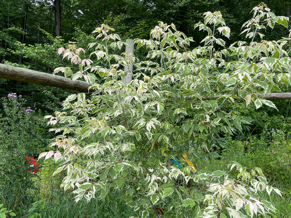 Acer negundo, 'Flamingo' Box Elder