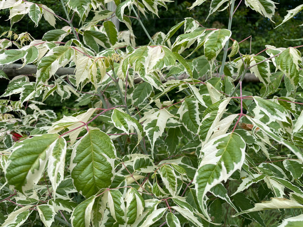 Acer negundo, 'Flamingo' Box Elder