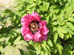 Seed Grown Tree Peony #2024-001