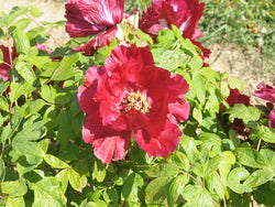 Seed Grown Tree Peony #2024-002