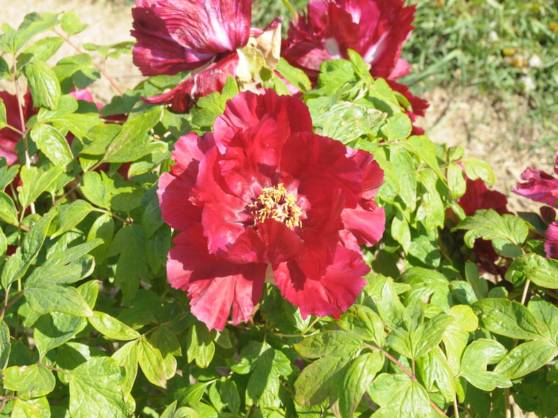 Seed Grown Tree Peony #2024-002