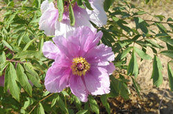 Seed Grown Tree Peony #2024-004