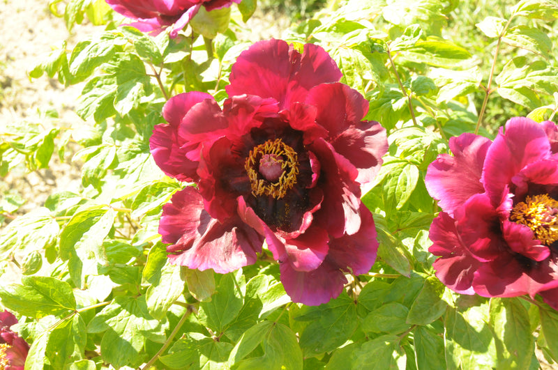 Seed Grown Tree Peony #2024-024