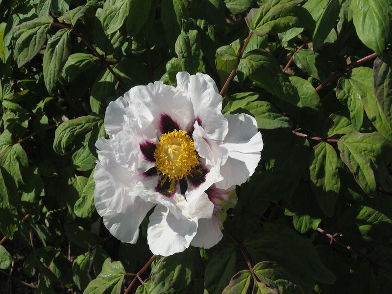 Seed Grown Tree Peony #2024-029