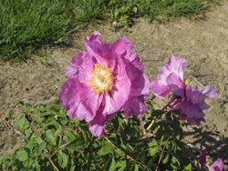 Seed Grown Tree Peony #2024-036