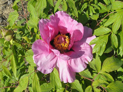 Seed Grown Tree Peony #2024-038