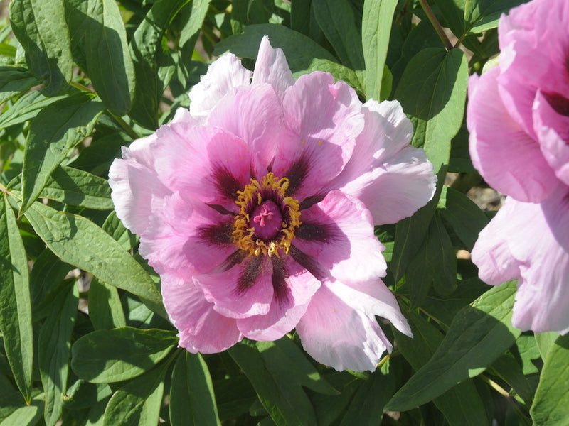 Seed Grown Tree Peony #2024-045