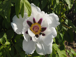 Seed Grown Tree Peony #2024-050