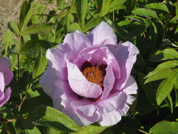 Seed Grown Tree Peony #2024-052