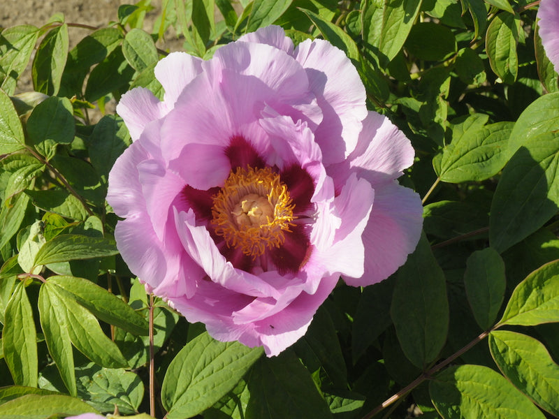 Seed Grown Tree Peony #2024-054