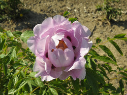 Seed Grown Tree Peony #2024-055