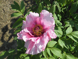 Seed Grown Tree Peony #2024-058