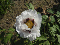 Seed Grown Tree Peony #2024-059