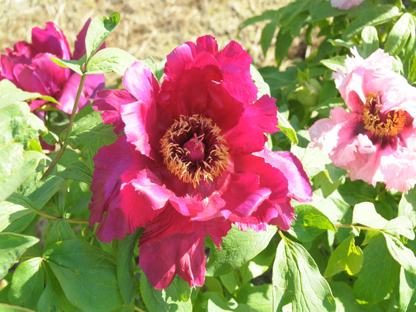 Seed Grown Tree Peony #2024-062