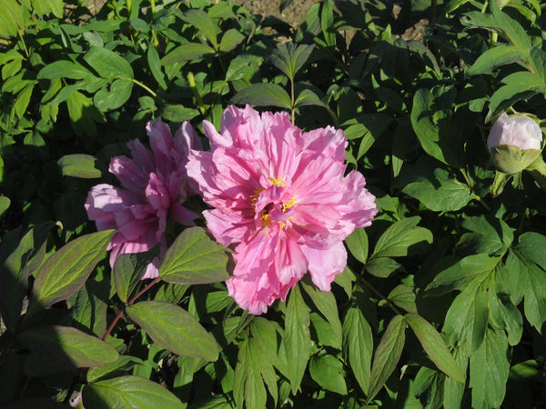 Seed Grown Tree Peony #2024-067