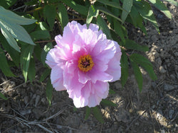 Seed Grown Tree Peony #2024-070