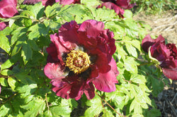 Seed Grown Tree Peony #2024-073