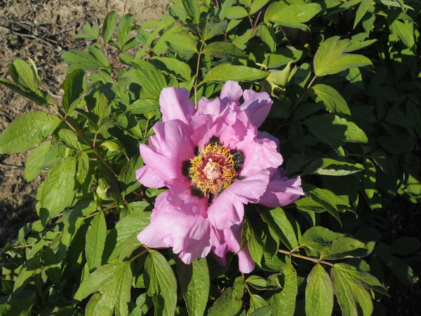 Seed Grown Tree Peony #2024-074