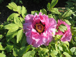 Seed Grown Tree Peony #2024-075