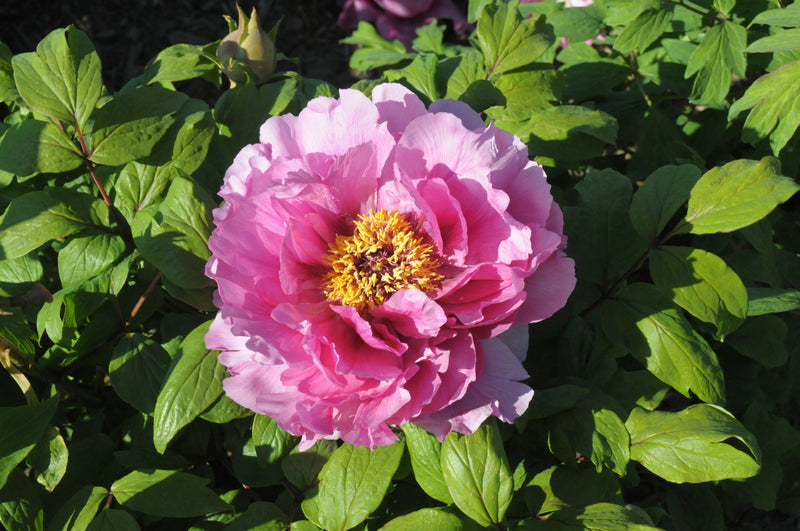 Seed Grown Tree Peony #2024-076