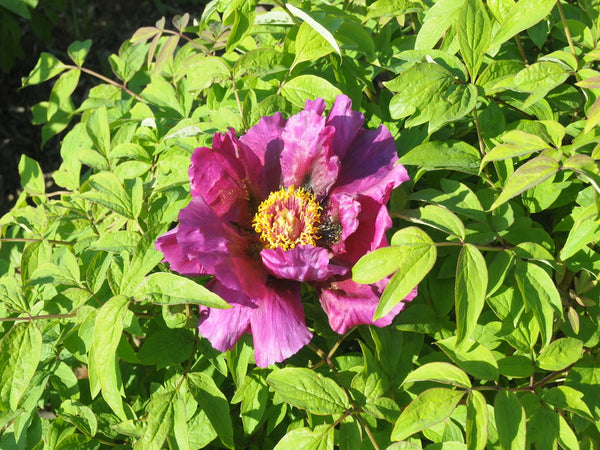 Seed Grown Tree Peony #2024-083