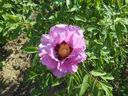 Seed Grown Tree Peony #2024-091