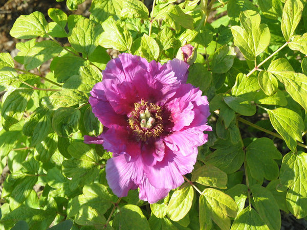 Seed Grown Tree Peony #2024-092