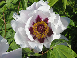 Seed Grown Tree Peony #2024-093