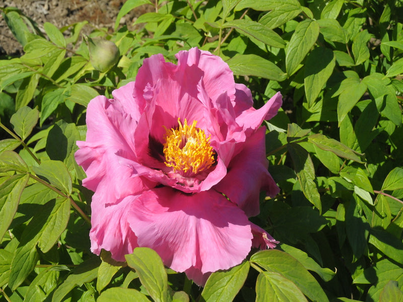 Seed Grown Tree Peony #2024-097