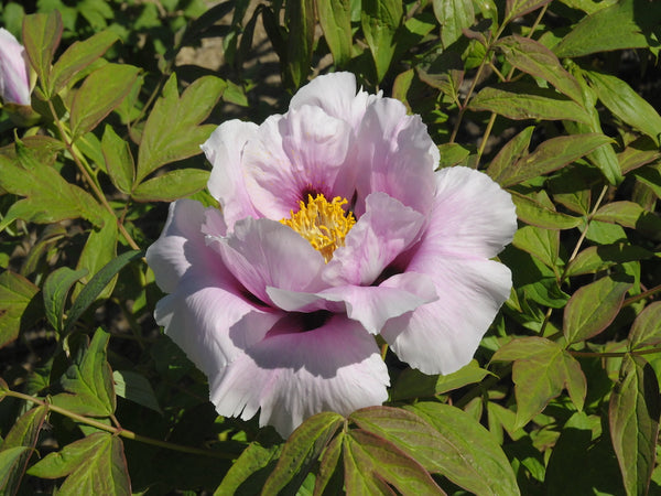 Seed Grown Tree Peony #2024-100