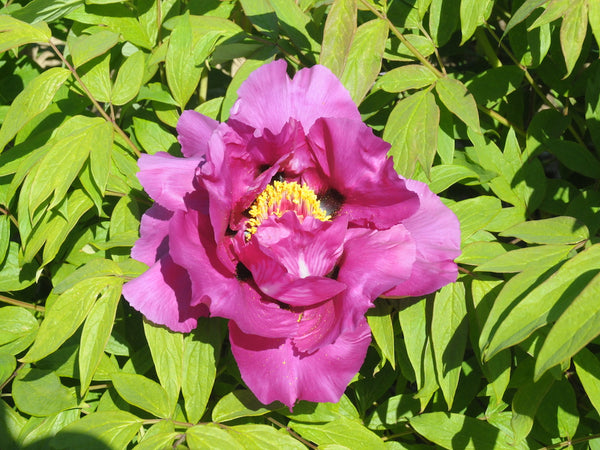 Seed Grown Tree Peony #2024-105