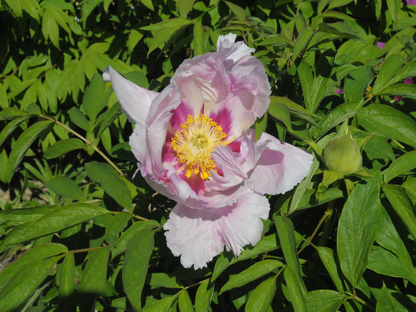 Seed Grown Tree Peony #2024-106