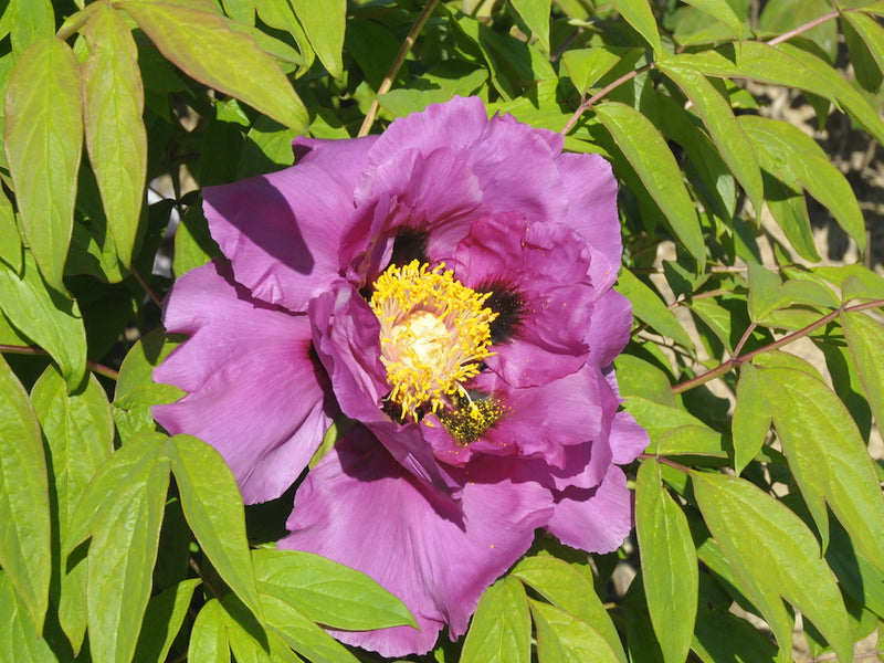 Seed Grown Tree Peony #2024-108