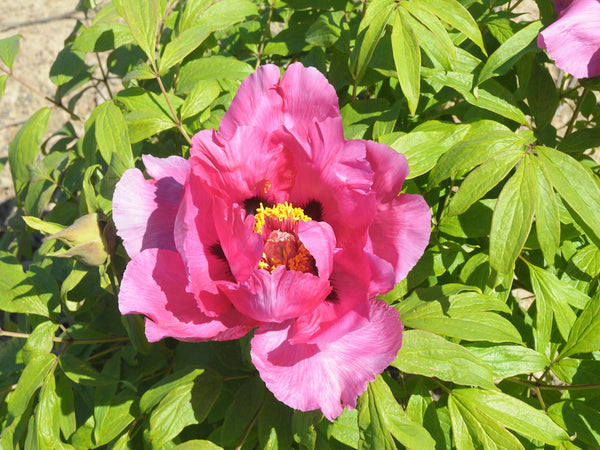 Seed Grown Tree Peony #2024-109