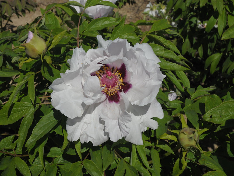 Seed Grown Tree Peony #2024-116