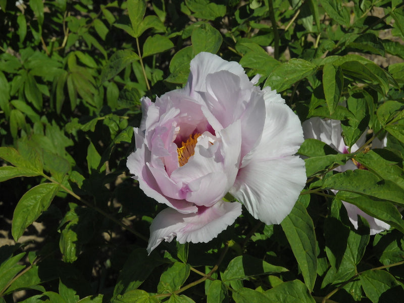 Seed Grown Tree Peony #2024-117