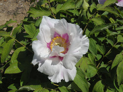 Seed Grown Tree Peony #2024-120