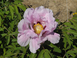 Seed Grown Tree Peony #2024-123