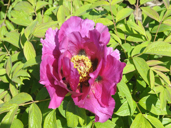 Seed Grown Tree Peony #2024-124