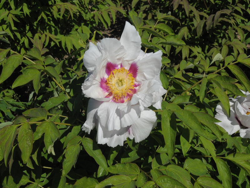 Seed Grown Tree Peony #2024-125