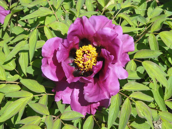 Seed Grown Tree Peony #2024-127