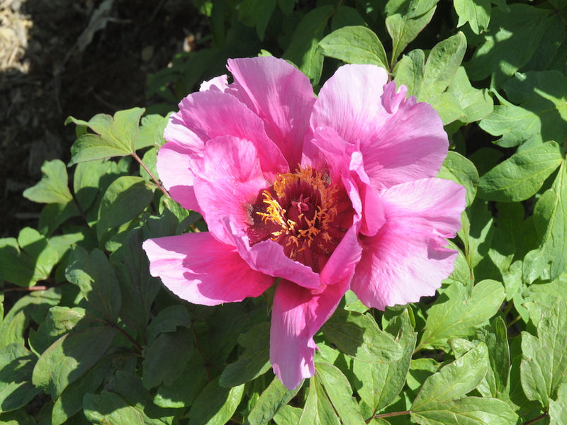 Seed Grown Tree Peony #2024-128