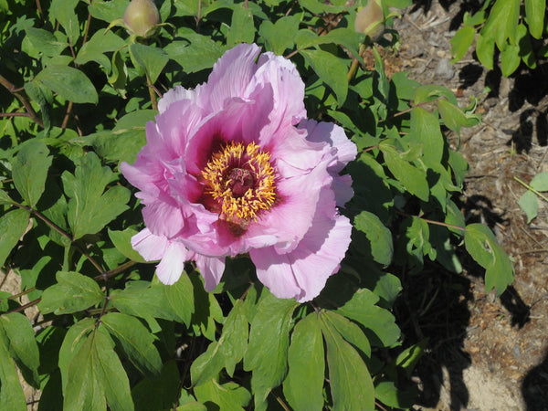 Seed Grown Tree Peony #2024-133