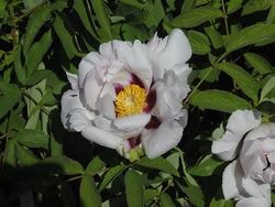 Seed Grown Tree Peony #2024-136