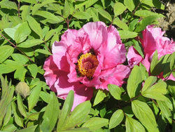 Seed Grown Tree Peony #2024-140