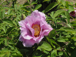 Seed Grown Tree Peony #2024-142