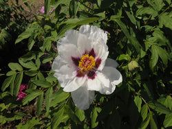 Seed Grown Tree Peony #2024-143